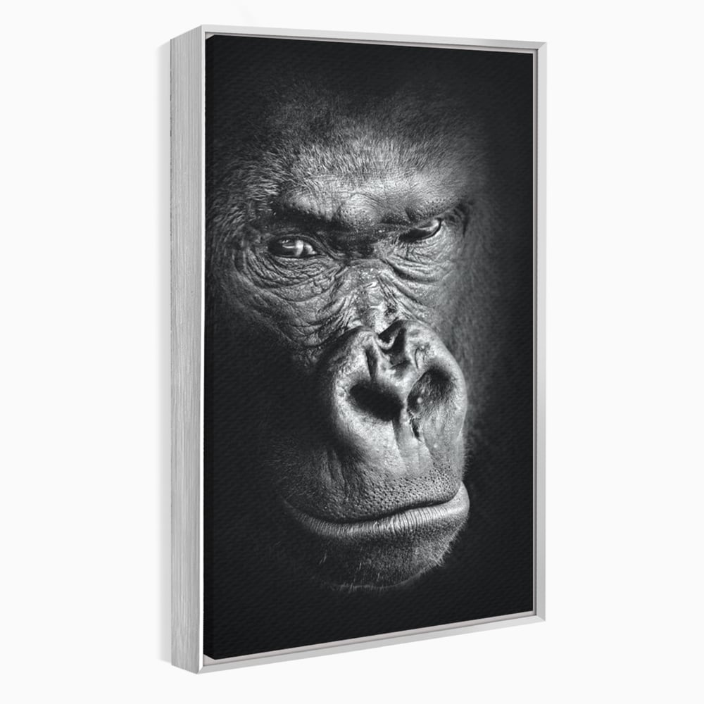 Tablou canvas cu tablou canvas cu portret de gorila, in rama de aluminiu argintiu